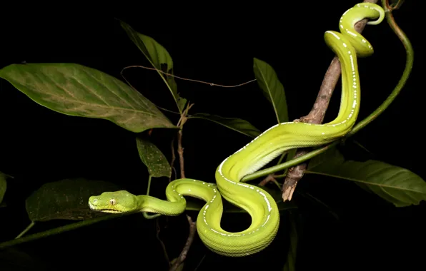 Leaves, snake, branch, Python, black background, green