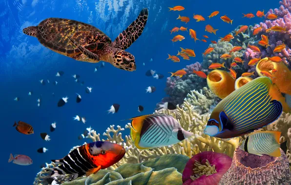 Blue, background, animal, bottom, aquarium, aquatic, caribbean
