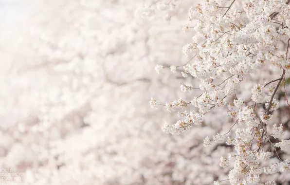 Flowers, tree, Sakura, white