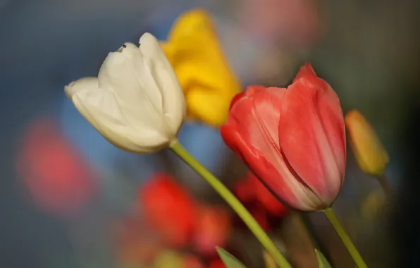 Tulips, buds, bokeh