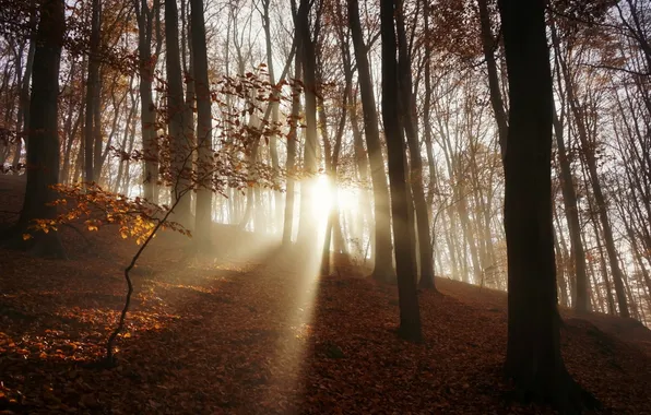 Autumn, forest, morning