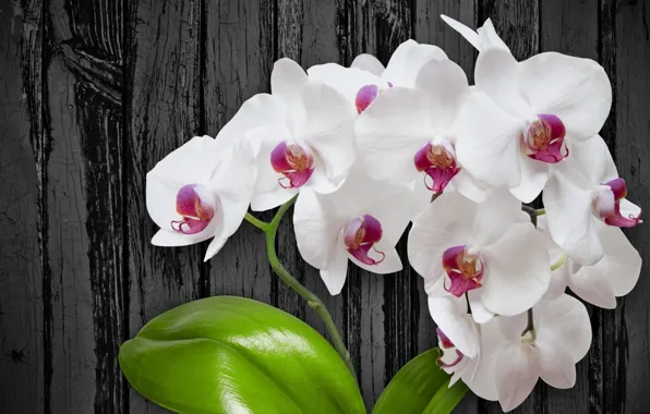 Picture flowers, white, flower, wood, orchid
