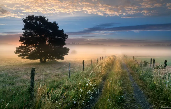 Road, the sky, grass, clouds, flowers, fog, tree, the fence