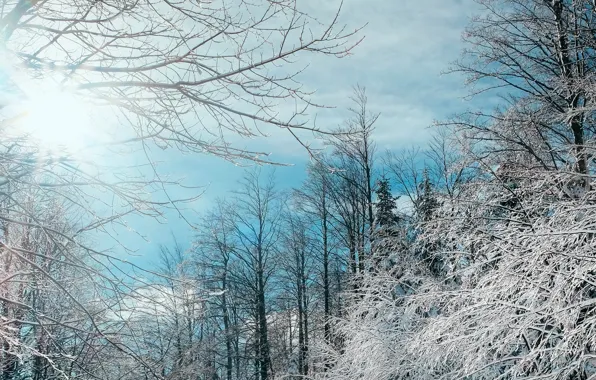 Cold, winter, frost, forest, the sun, frost, forest, the sun's rays