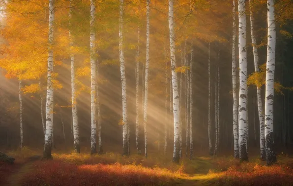 Autumn, forest, the sun, rays, light, trees, branches, nature