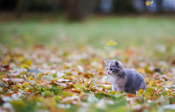 Autumn, cat, look, pose, Park, kitty, grey, lawn