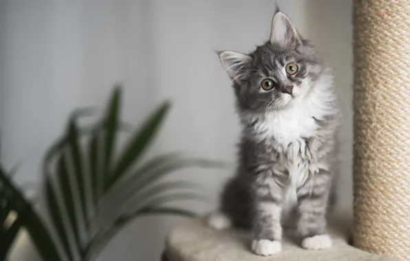 Cat, kitty, grey, room, sitting, blurred background, scratching post
