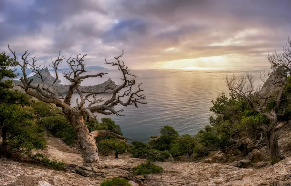 Picture winter, sea, clouds, trees, landscape, nature, rocks, shore