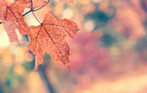 Picture autumn, macro, nature, tree, branch, Leaves, orange, maple
