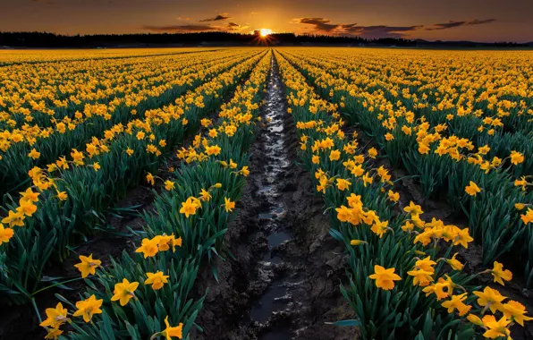 Picture field, sunset, flowers, nature, earth, the evening, yellow, the beds