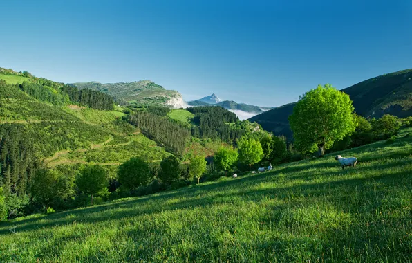 The sky, grass, trees, mountains, sheep, slope