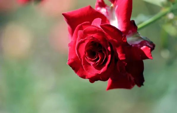 Macro, background, rose, petals, Bud