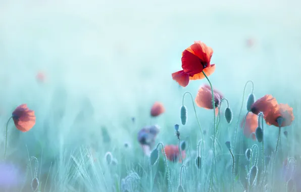 Field, summer, flowers, Maki