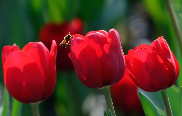 Flowers, bee, spring, tulips, red, trio
