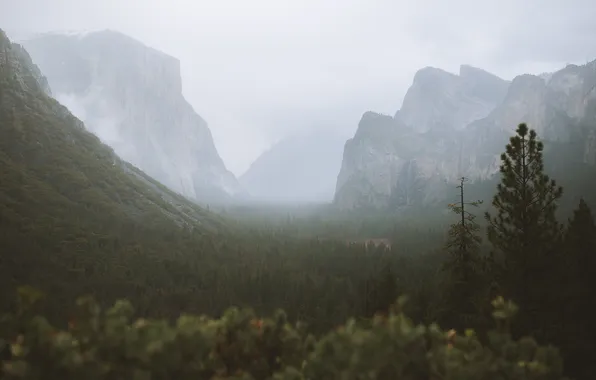 Forest, trees, mountains, fog, rocks, USA, California, Yosemite National Park