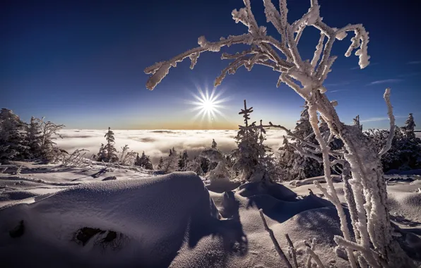 Picture winter, the sun, clouds, rays, snow, landscape, branches, nature