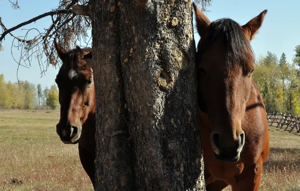 Nature, tree, horse, horse, stealth