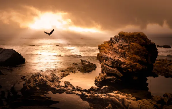 Sea, wave, stones, rocks, shore, Seagull