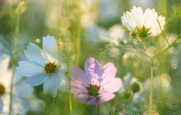 Picture summer, flowers, beauty, kosmeya