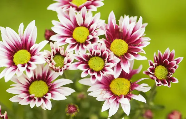 Flowers, chrysanthemum, Chrysanthemum