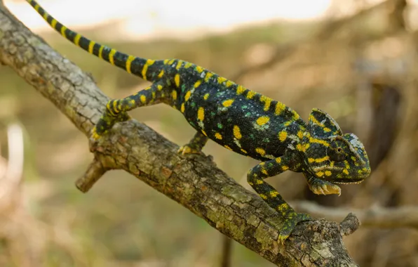 Picture branches, pose, green, chameleon, background, legs, spot, color