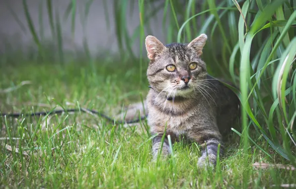 Greens, cat, summer, grass, cat, look, leaves, nature