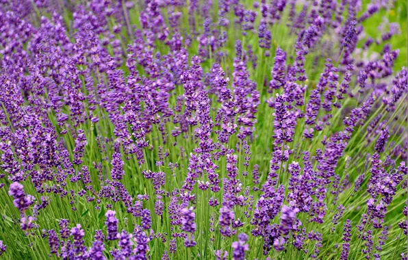 Picture field, field, lavender, Lavender