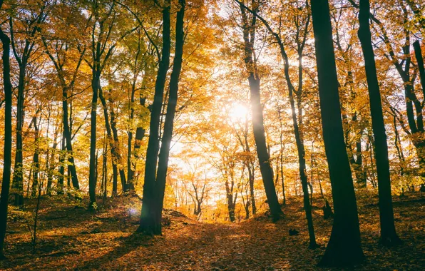 Autumn, forest, leaves, the sun, rays, light, trees, branches