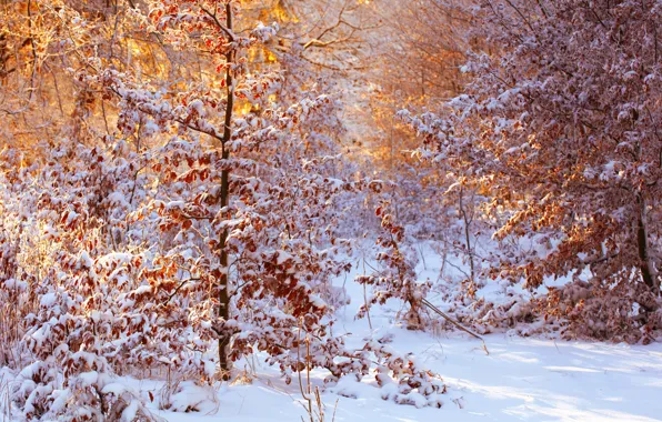 Picture leaves, snow, sunlight