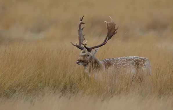 Picture grass, deer, horns, dry, maral