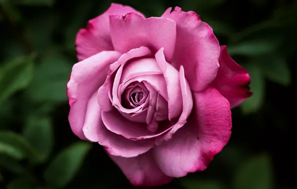 Picture macro, close-up, rose, petals