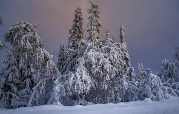 Winter, the sky, snow, nature, ate, Russia, coniferous trees, National Park Taganay