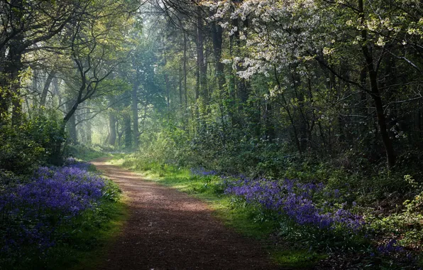 Road, forest, spring, morning