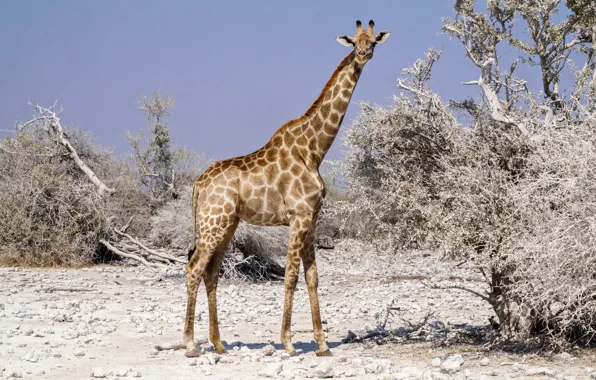 Picture nature, plants, giraffe