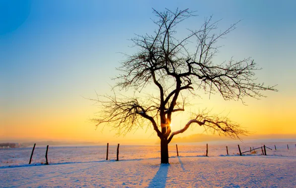 Winter, snow, sunset, tree