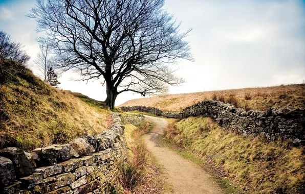 Road, landscape, the fence