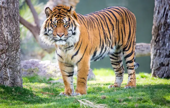 Picture look, tiger, predator, Sumatran