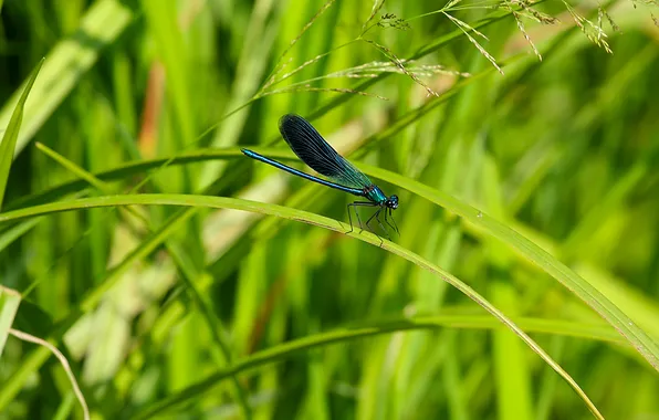 Picture greens, summer, grass, dragonfly