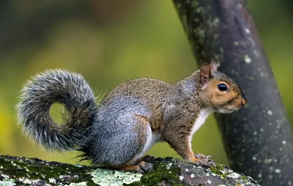 Picture trees, grey, background, protein, wildlife, squirrel, rodent