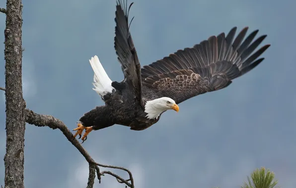 Tree, bird, wings, the rise, hawk, bald eagle