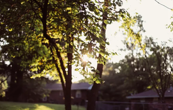 Picture leaves, tree, green