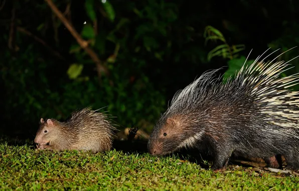 Picture porcupine, baby, mom