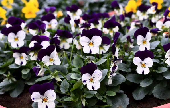 Winter, flowers, violet