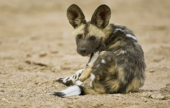 Sand, look, puppy, hyena, back, face, sitting, cub