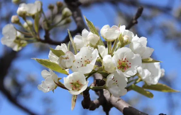 Branch, pear, leaves, white flowers, blue sky