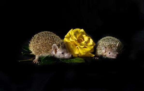 Flower, look, rose, muzzle, fabric, hedgehog, black background, a couple