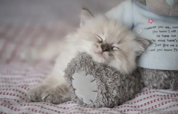 Cat, white, pose, kitty, the inscription, toy, sleep, baby