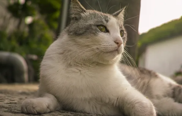 Cat, lies, Kota