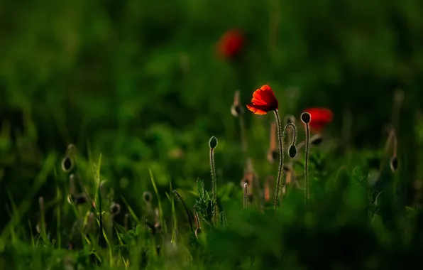 Greens, summer, light, flowers, stems, Maki, red, green background