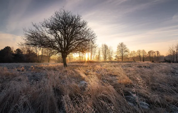 Picture frost, autumn, grass, the sun, rays, trees, landscape, nature